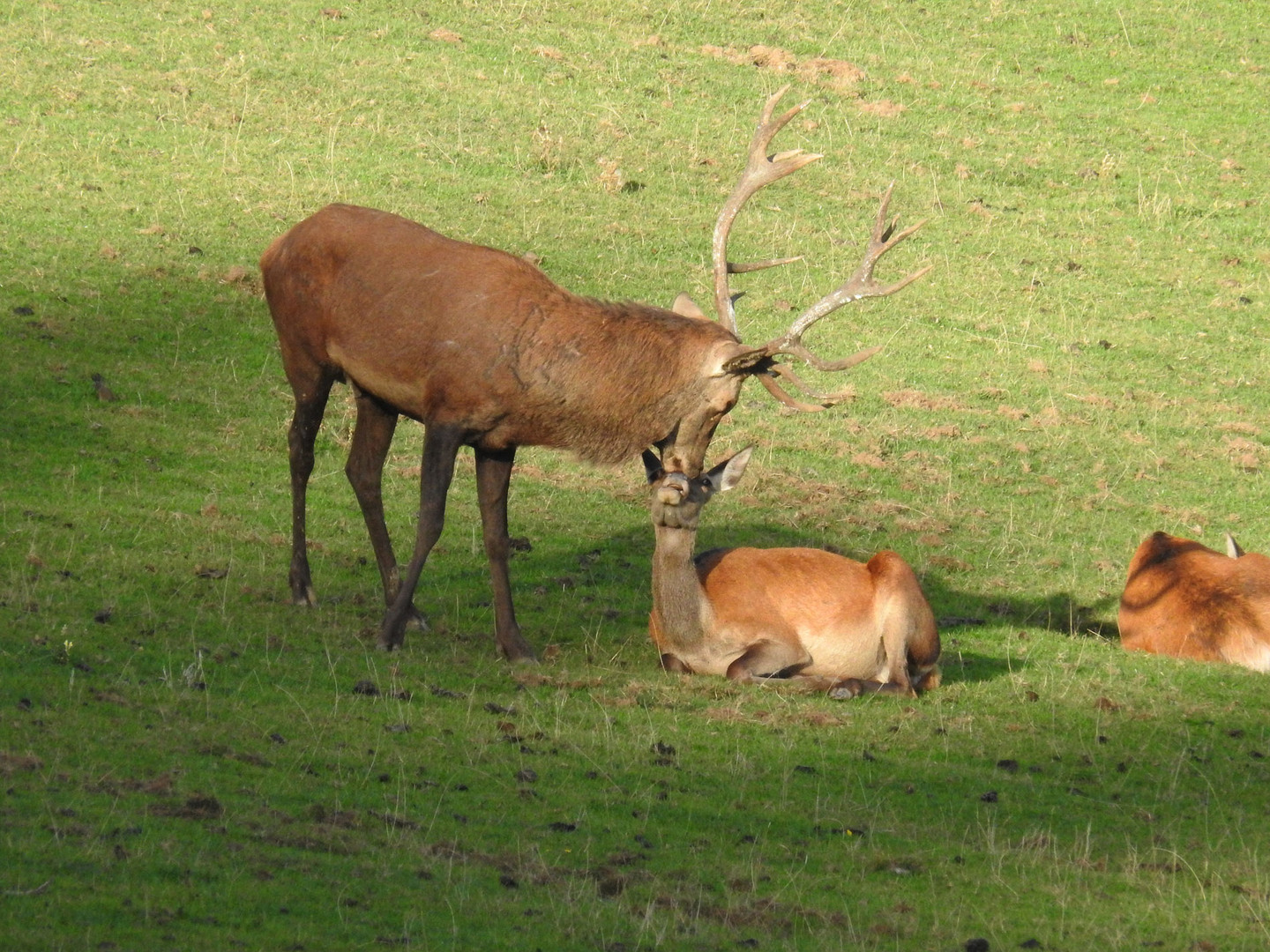 Auch ein wilder Hirsch kann zärtlich sein und Küsschen geben