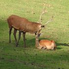 Auch ein wilder Hirsch kann zärtlich sein und Küsschen geben