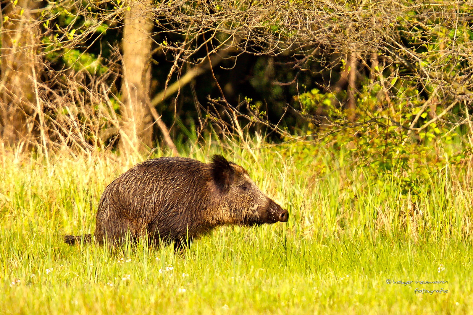 auch ein Wildschwein muss mal... drücken