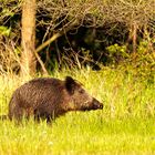 auch ein Wildschwein muss mal... drücken