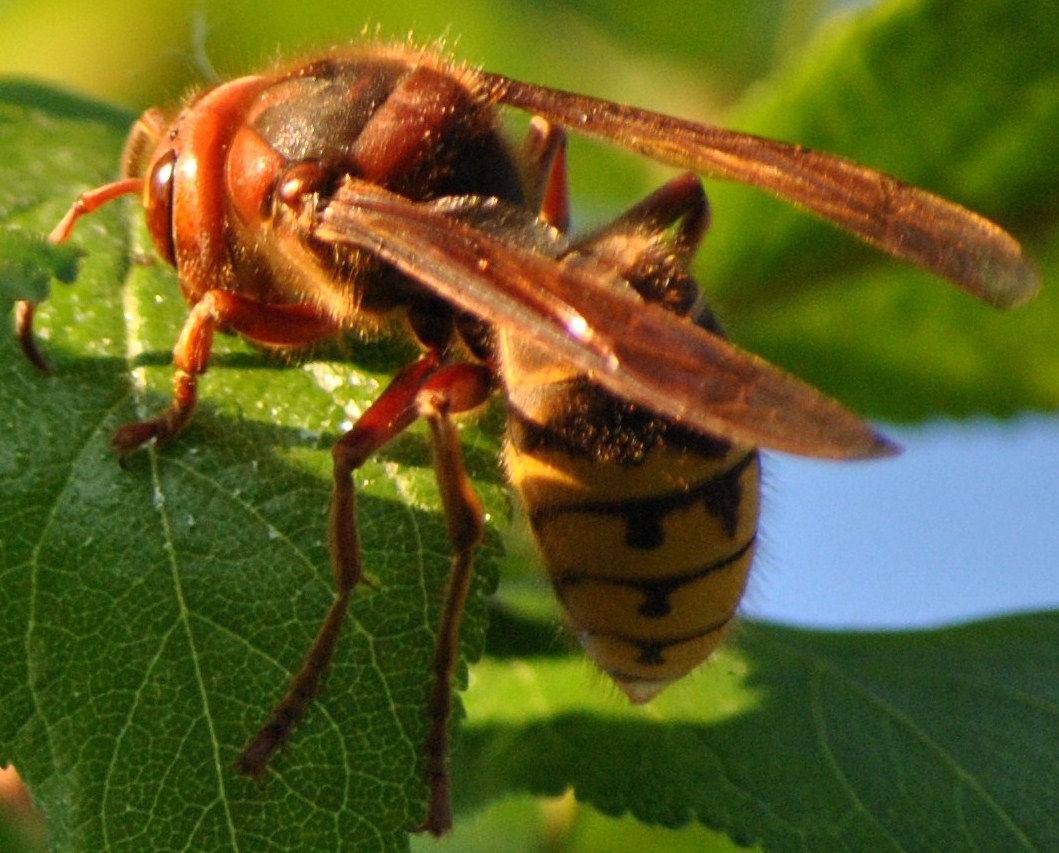 Auch ein zartes Wesen der Natur