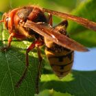 Auch ein zartes Wesen der Natur