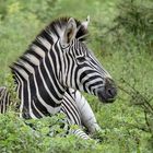 Auch ein Zebra