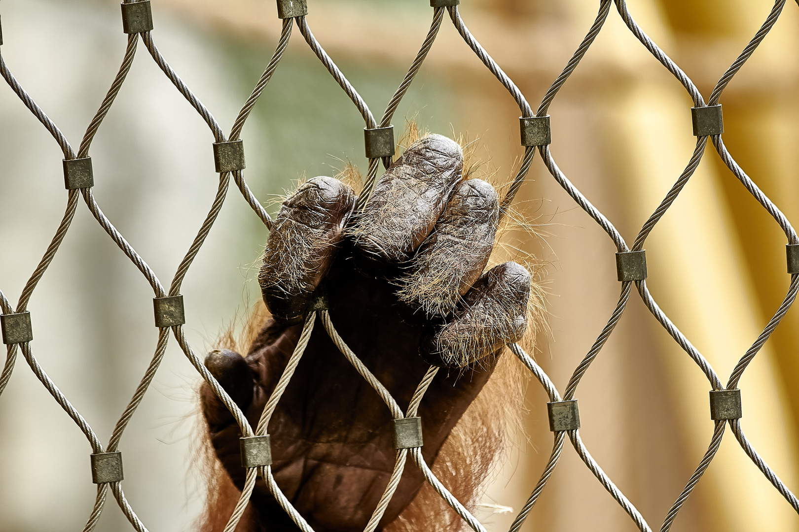 Auch ein Zoo kann einem ein schlechtes Gewissen machen...