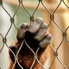 Auch ein Zoo kann einem ein schlechtes Gewissen machen...