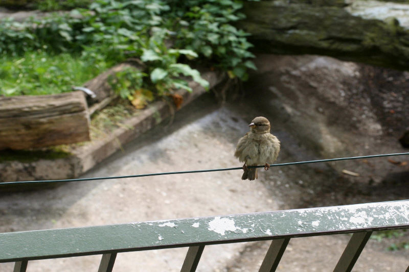 Auch ein Zoobesucher