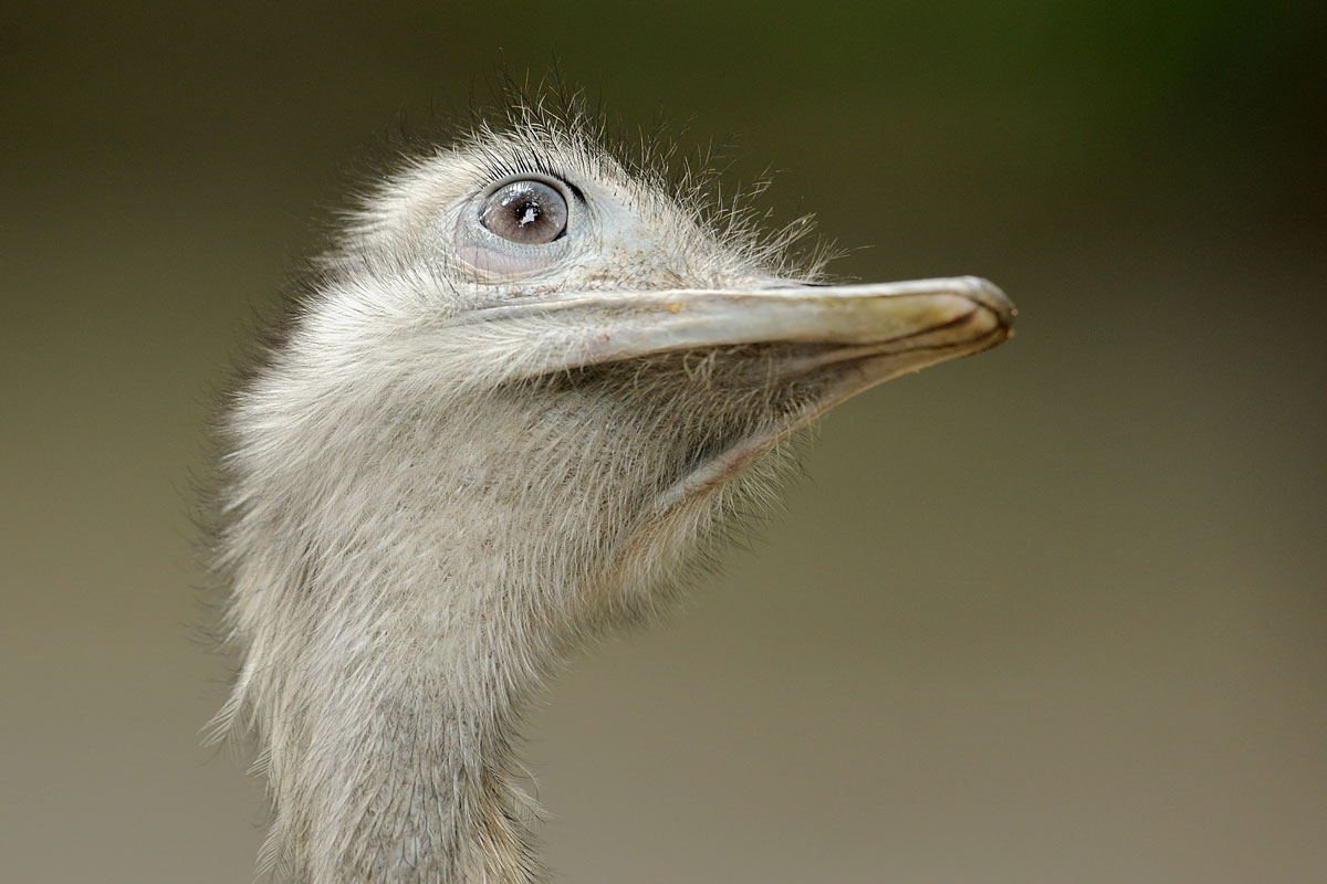 Auch ein Zoowächter