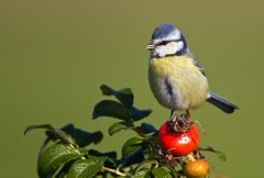 Auch ein Zugvogel ?