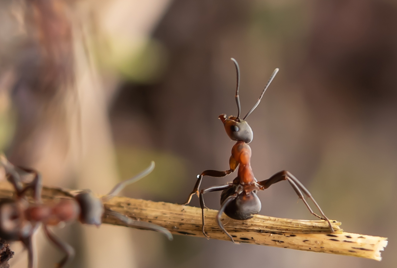 Auch eine Ameise muß sich Foto & Bild insekt, wildlife, ameise Bilder auf Auch eine Ameise muß sich Foto & Bild insekt, wildlife, ameise Bilder auf