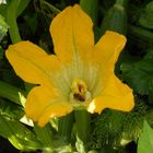 Auch eine aparte gelbe Blüte - Die Zucchini-Blüte