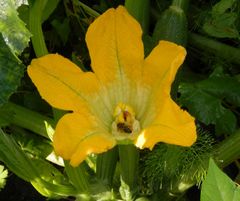 Auch eine aparte gelbe Blüte - Die Zucchini-Blüte