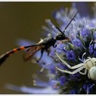 Auch eine Baby-Krabbenspinne muss üben - Even a baby crab spider needs practice