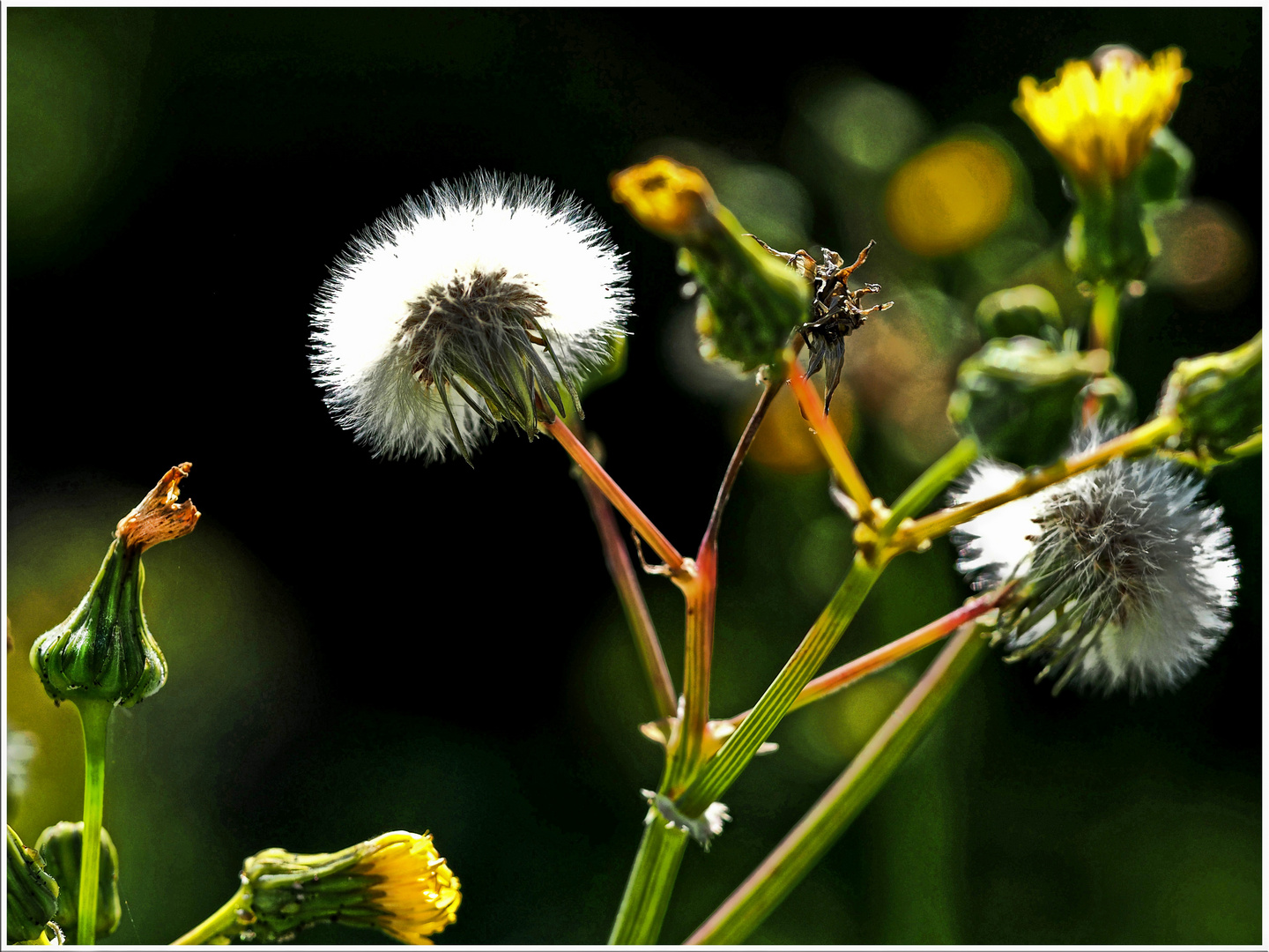 Auch eine Distel....