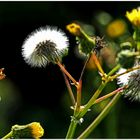 Auch eine Distel....