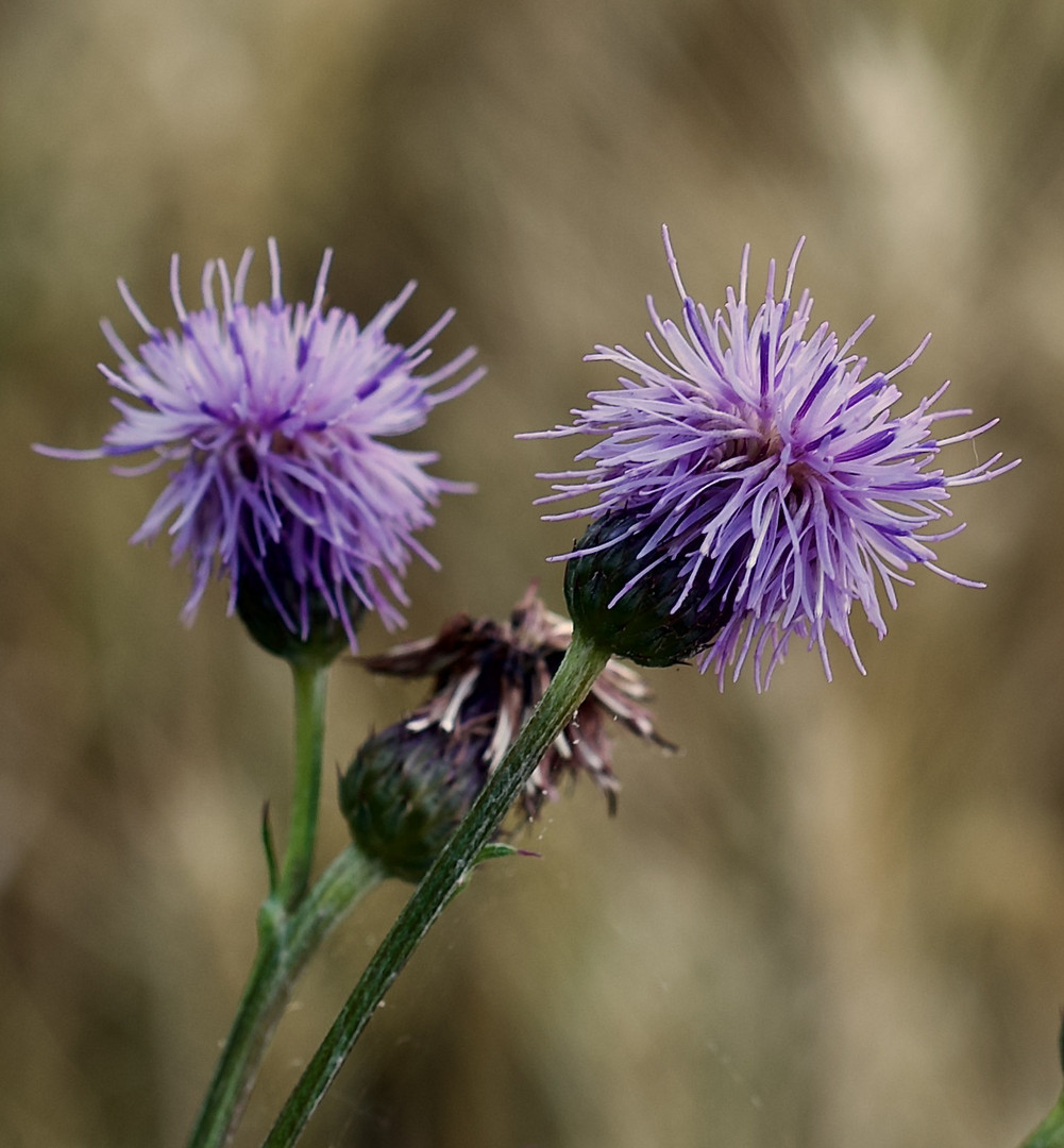 Auch eine Distel hat nicht nur Stacheln