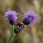 Auch eine Distel hat nicht nur Stacheln