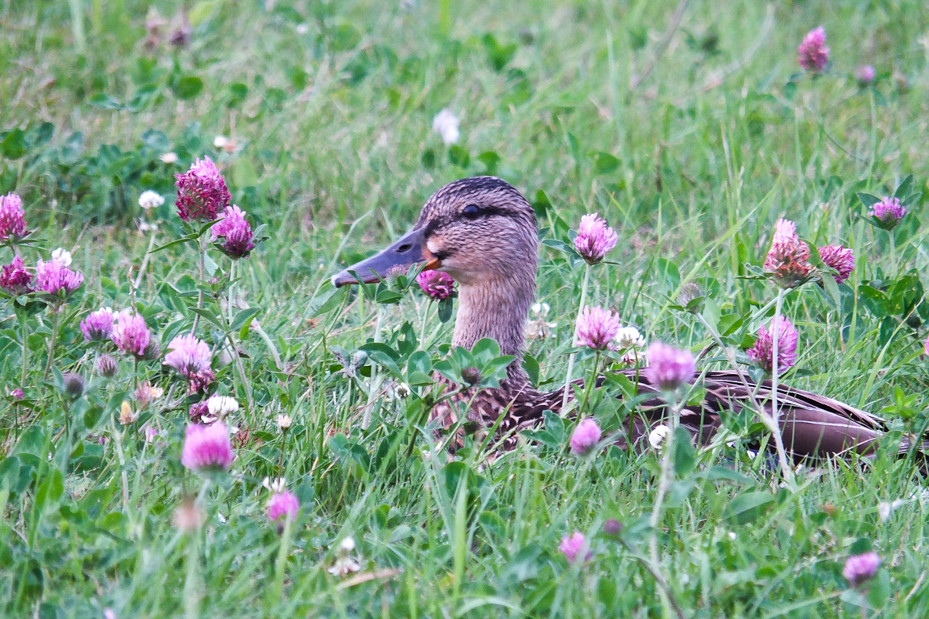 Auch eine Ente braucht eine Pause.