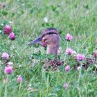 Auch eine Ente braucht eine Pause.