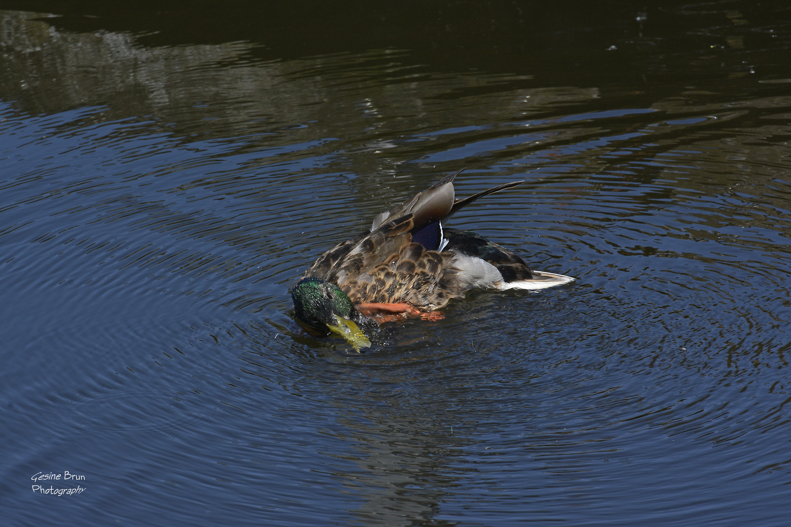 Auch eine Ente muss sich mal kratzen :)