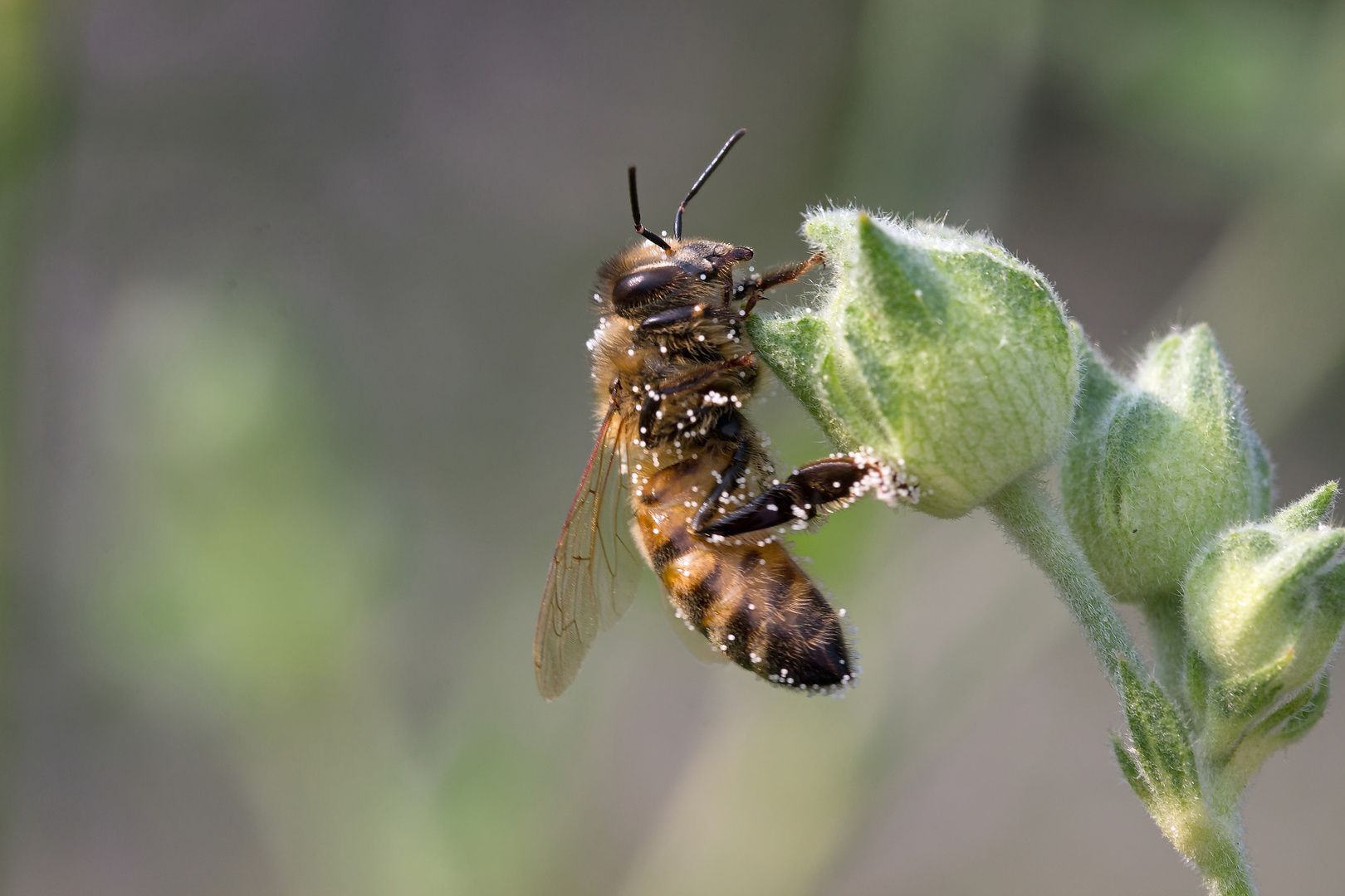 Auch eine fleißige Biene muß mal Pause machen