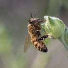 Auch eine fleißige Biene muß mal Pause machen