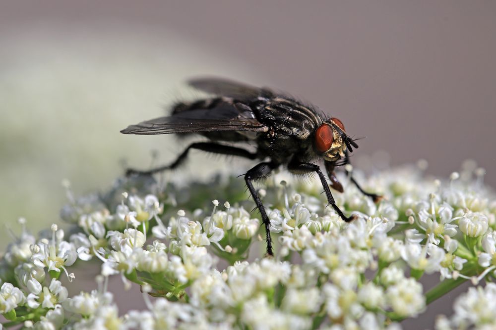 Auch eine Fliege&hellip; Foto &amp; Bild nah &amp; makro, tiere, wildlife Bilder