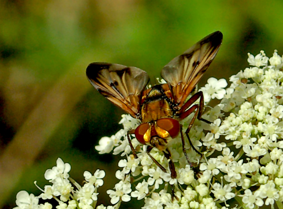 ..auch eine Fliege....