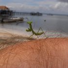 Auch eine Gottesanbeterin macht mal Ferien