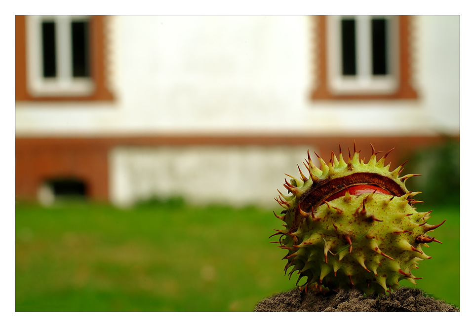 Auch eine Herbstfrucht...