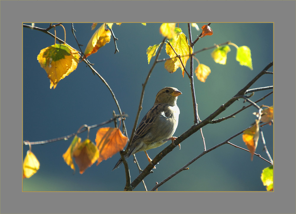 ..auch eine herbstimpression...