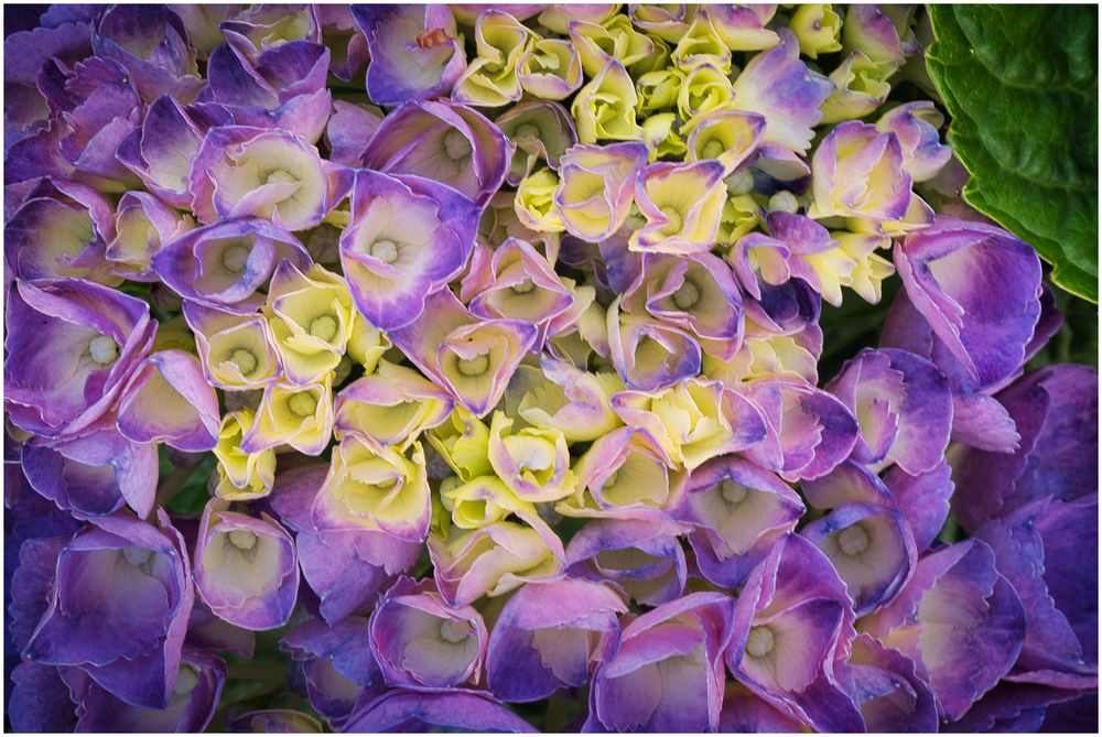auch eine Hortensie