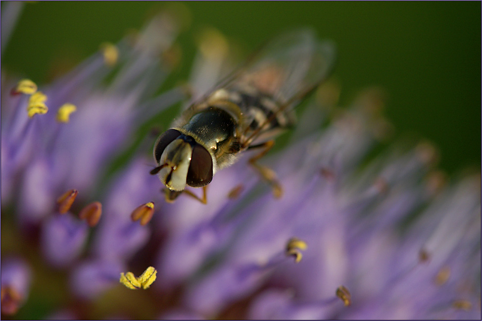 Auch eine Johannisbeer-Schwebfliege