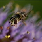 Auch eine Johannisbeer-Schwebfliege