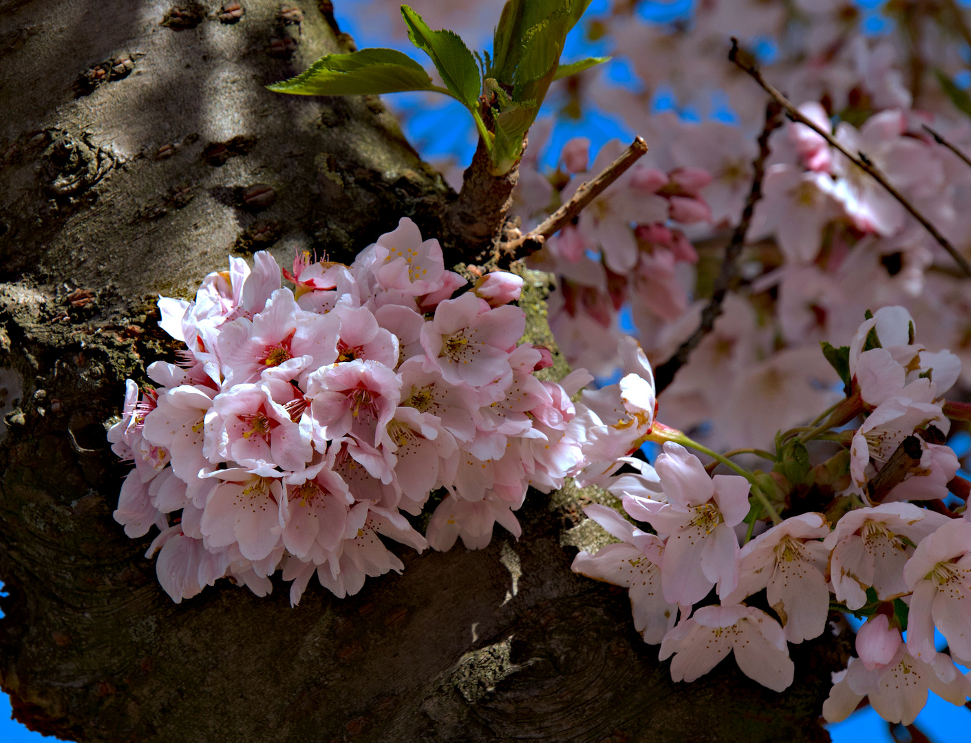 auch eine Kirschblüte !