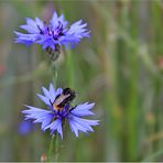 Auch eine kleine Hummel muß sich mal setzen ...