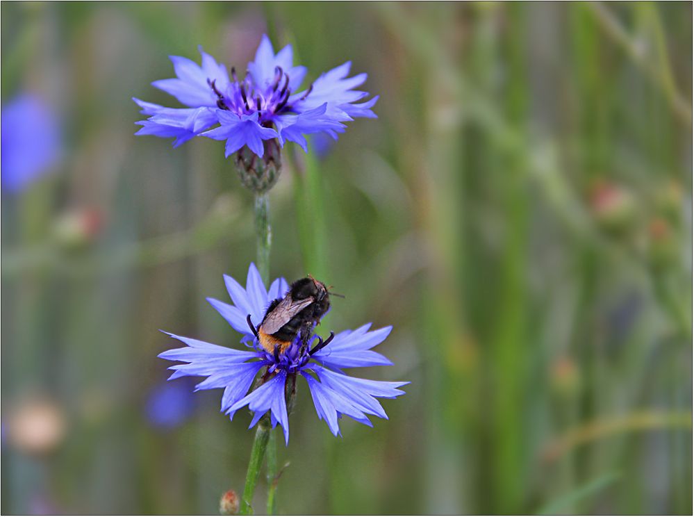 Auch eine kleine Hummel muß sich mal setzen ...