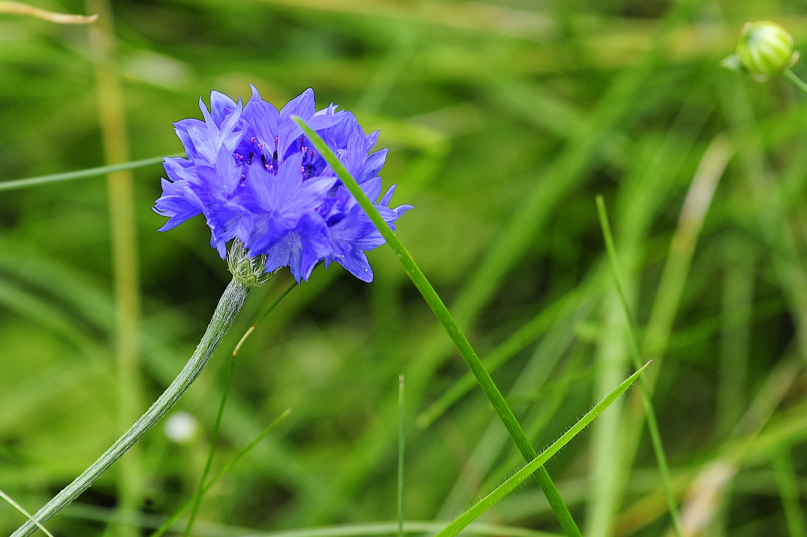 Auch eine Kornblume findet sich noch zwischen Grashalmen in der herbstlichen Bienenweide! :-)