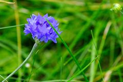 Auch eine Kornblume findet sich noch zwischen Grashalmen in der herbstlichen Bienenweide! :-)