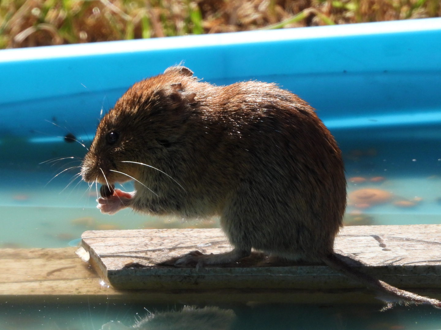 Auch eine Maus braucht eine Abkühlung