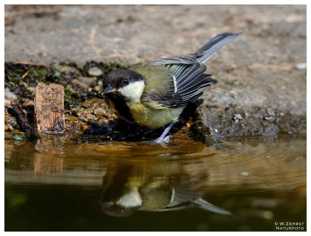 - Auch eine Meise hat muß mal baden ! ( Parus major )