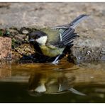 - Auch eine Meise hat muß mal baden ! ( Parus major )