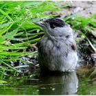 -- Auch eine Mönchgrasmücke hat mal Durst -- ( Sylvia atricapilla )