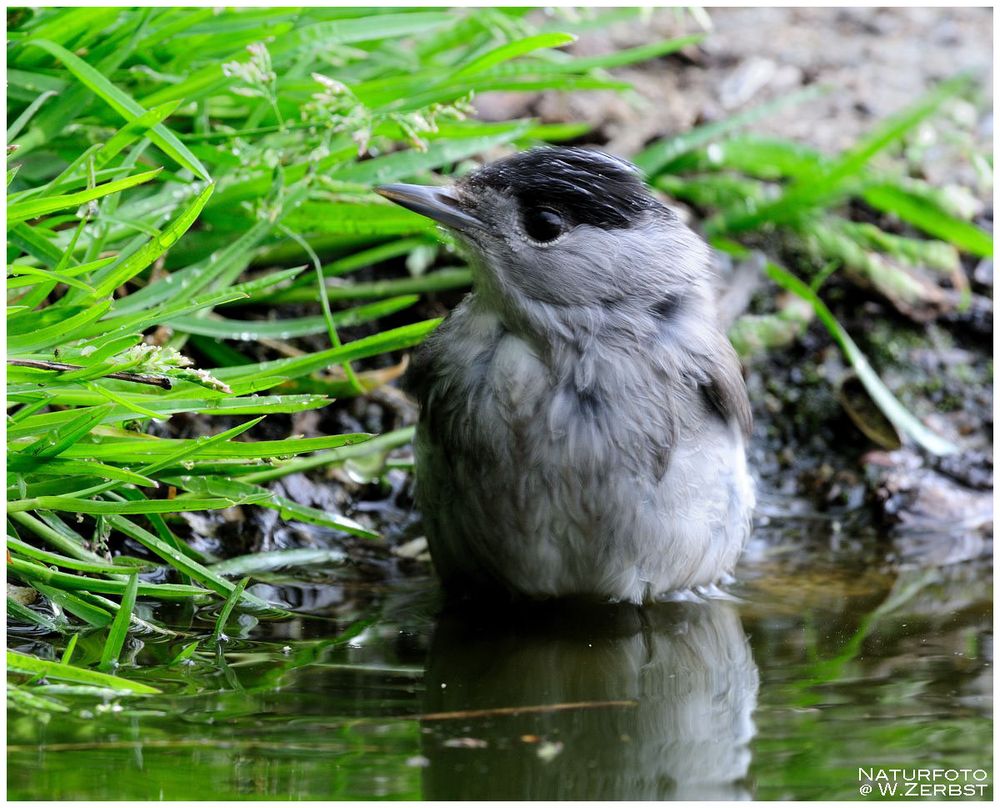 -- Auch eine Mönchgrasmücke hat mal Durst -- ( Sylvia atricapilla )