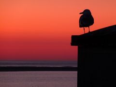 Auch eine Möwe findet Sonnenuntergänge schön....