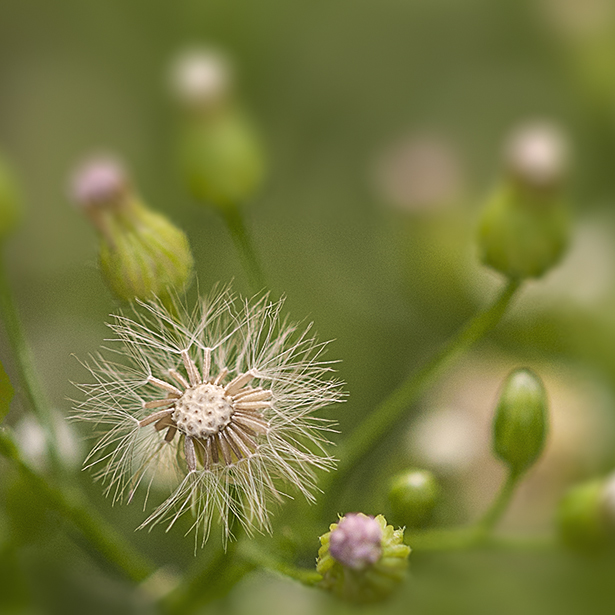 Auch eine Pusteblume