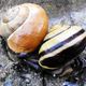 Auch eine Schnecke braucht Liebe