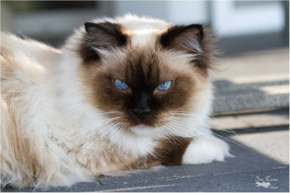 Auch eine schöne Ragdoll Katze