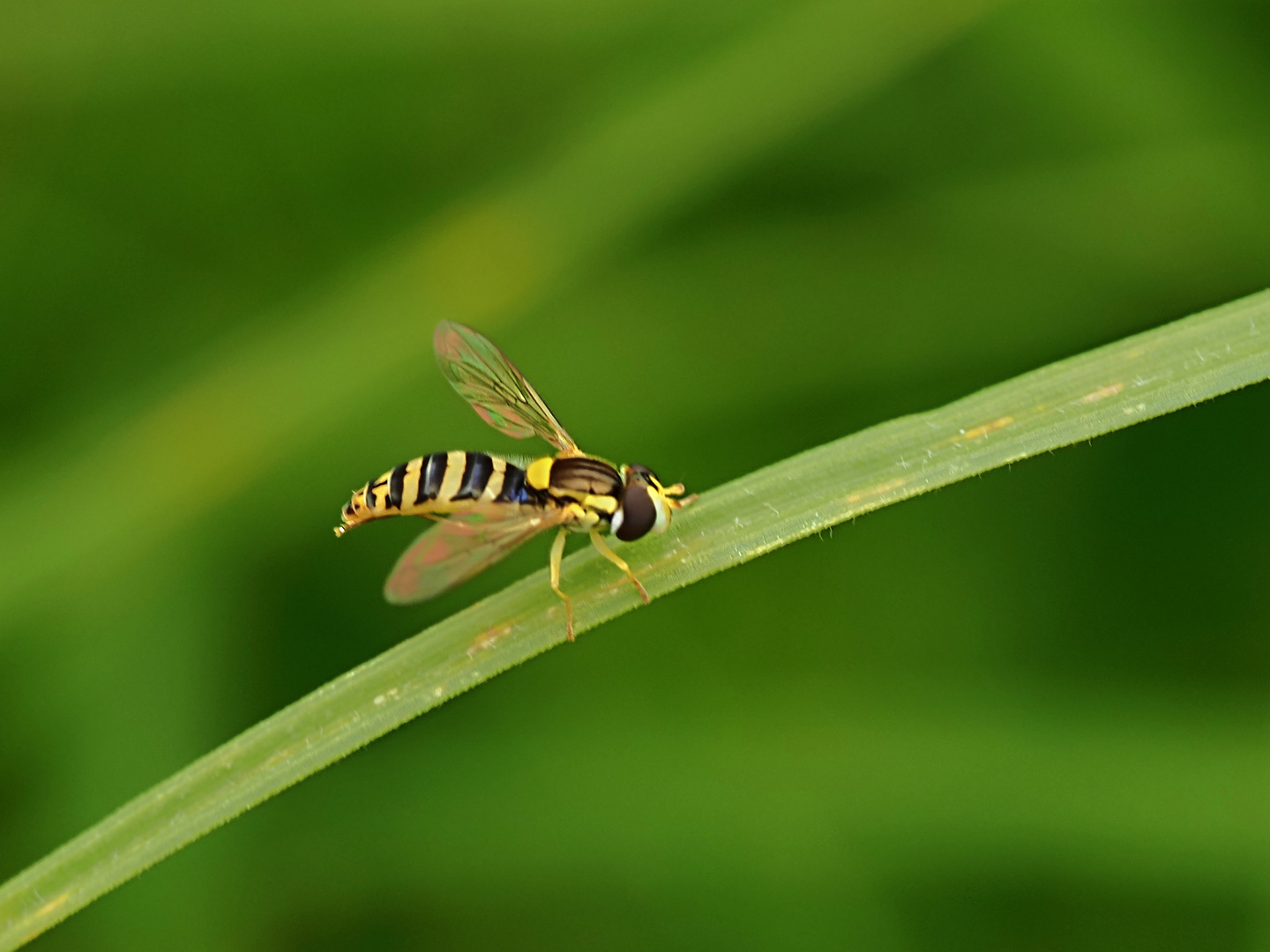 ...auch eine Schwebfliege