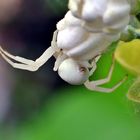 Auch eine Spinne muss die Beine mal hängen lassen