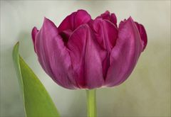 Auch eine Tulpe aus meinem Topfgarten...